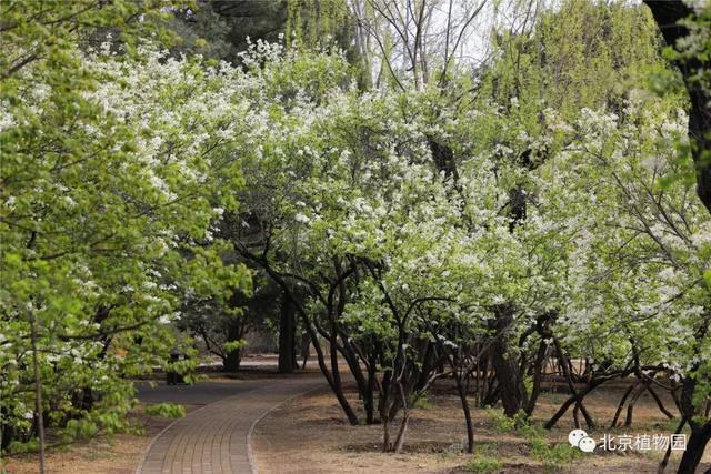 POS机：北京植物园又有两种鲜花盛开，都是花海，一种还是中国之最！