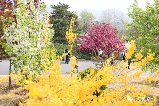 POS机：北京植物园又有两种鲜花盛开，都是花海，一种还是中国之最！