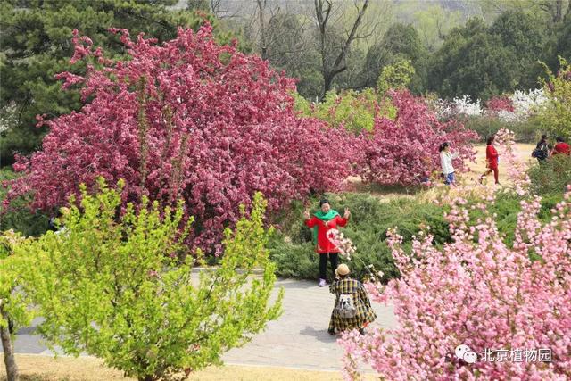 POS机：北京植物园又有两种鲜花盛开，都是花海，一种还是中国之最！