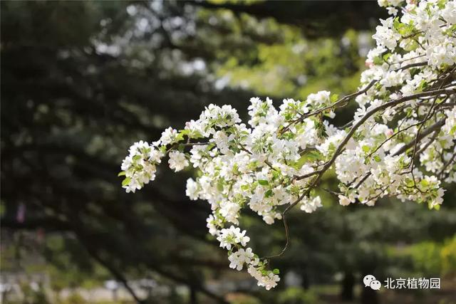 POS机：北京植物园又有两种鲜花盛开，都是花海，一种还是中国之最！