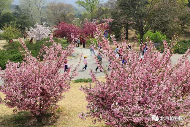 POS机：北京植物园又有两种鲜花盛开，都是花海，一种还是中国之最！